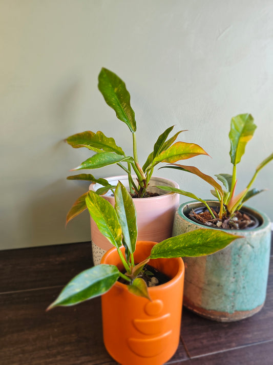Philodendron Ring of Fire