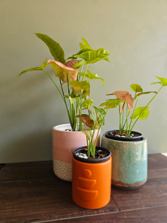 Syngonium Neon Robusta