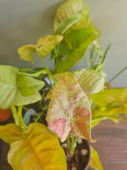 Syngonium Milk Confetti