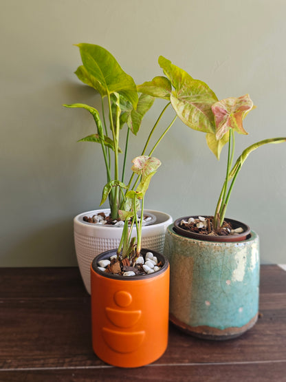 Syngonium Milk Confetti