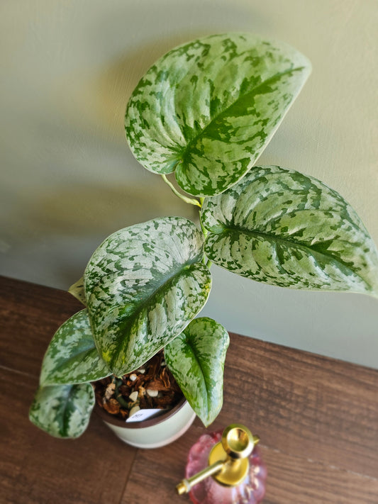 Scindapsus pictus exotica