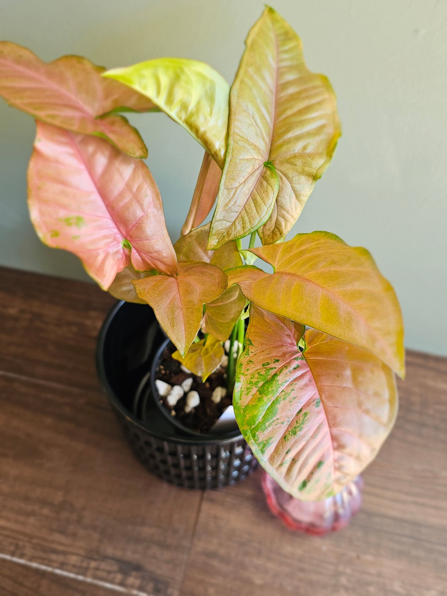 Syngonium Allusion