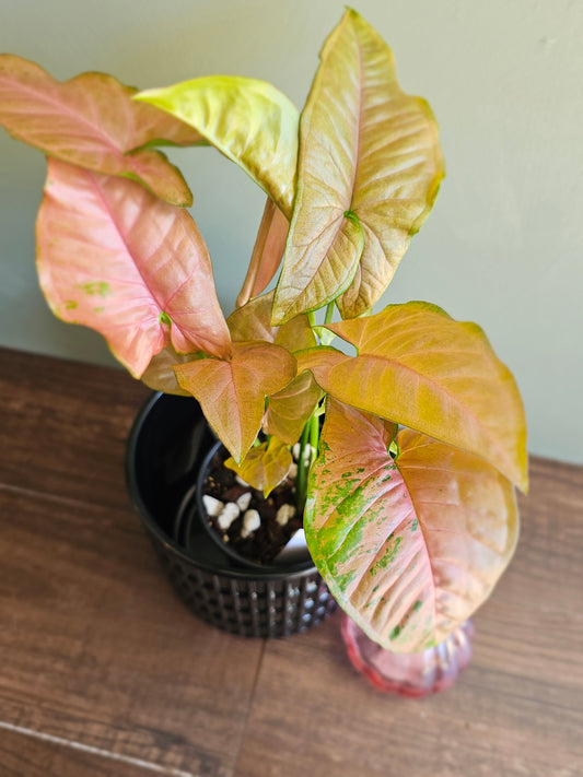 Syngonium Allusion