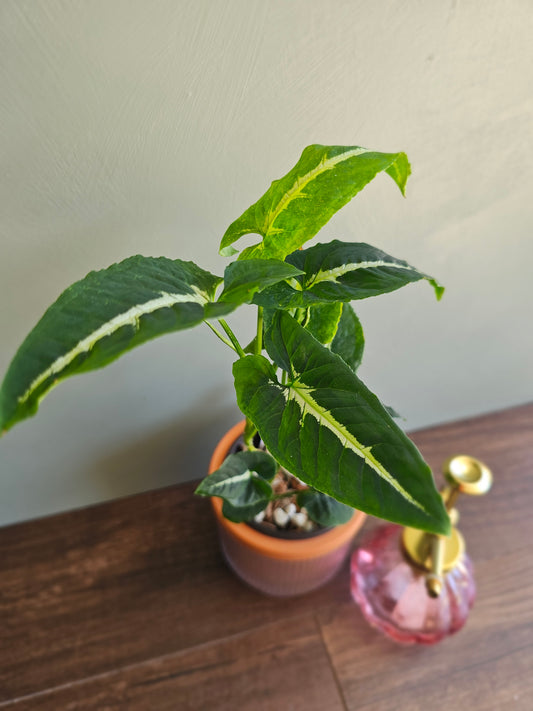 Syngonium Wendlandii