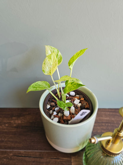 Marble Queen Pothos