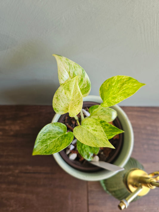 Marble Queen Pothos