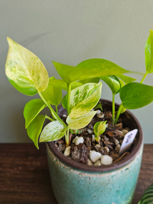 Mixed Pothos