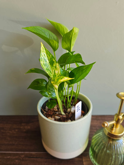 Golden Pothos