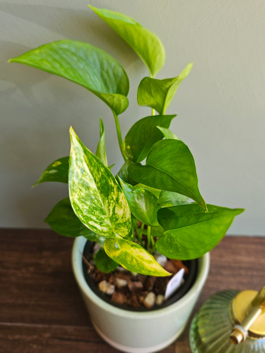 Golden Pothos