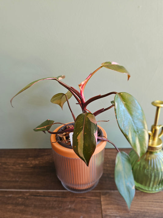 Philodendron Pink Princess