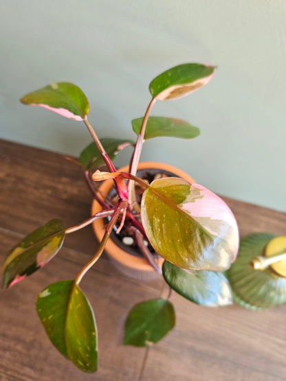 Philodendron Pink Princess