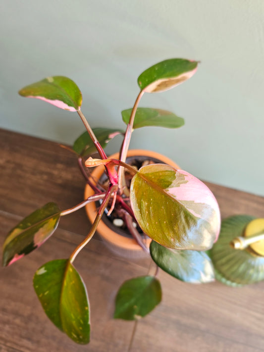 Philodendron Pink Princess