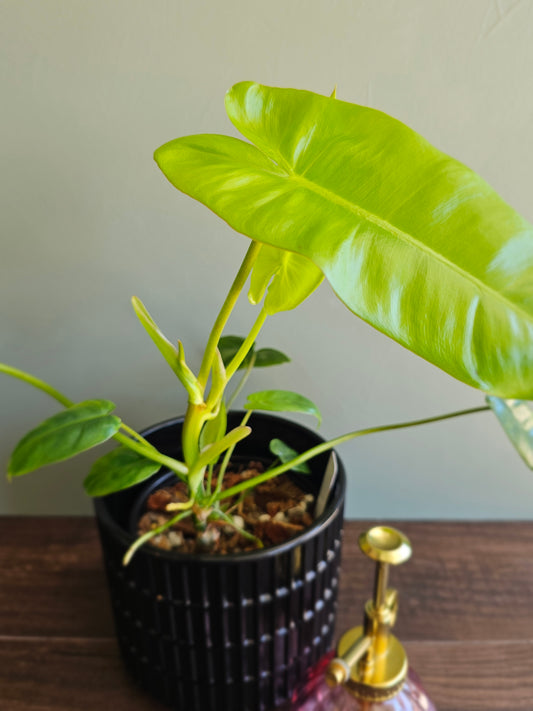 Philodendron Burle Marx