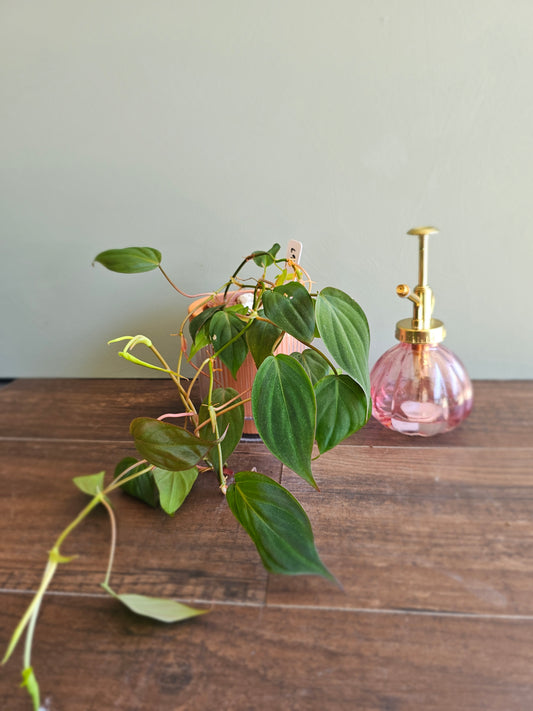 Hanging plant with pink glass holder against a wooden background