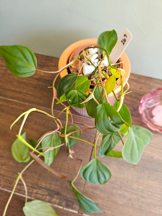 Philodendron Micans