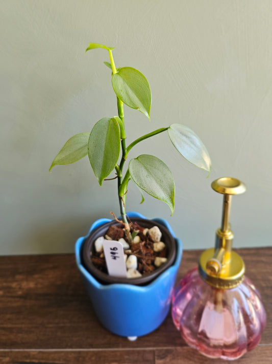 Philodendron Silver Sword
