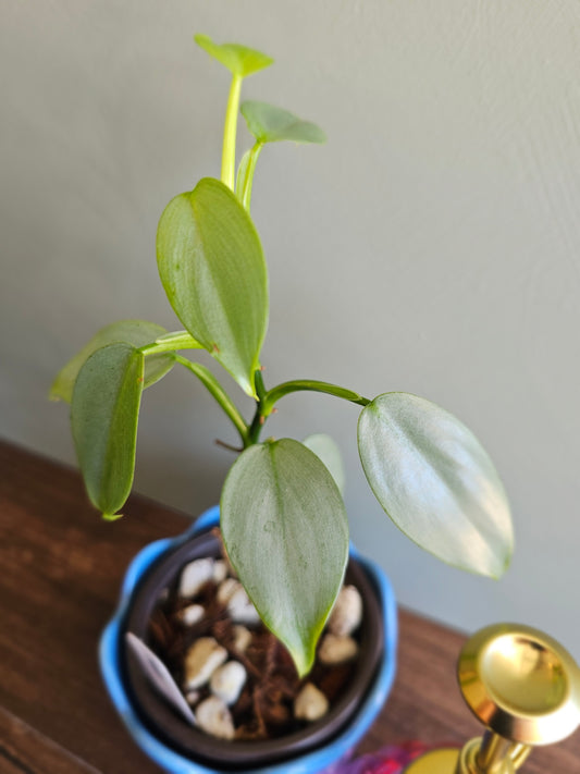 Philodendron silver sword juvenile