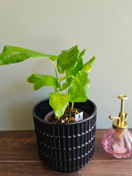 Calathea Musaica