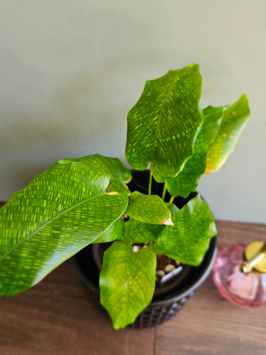 Calathea Musaica