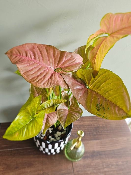 Syngonium Allusion