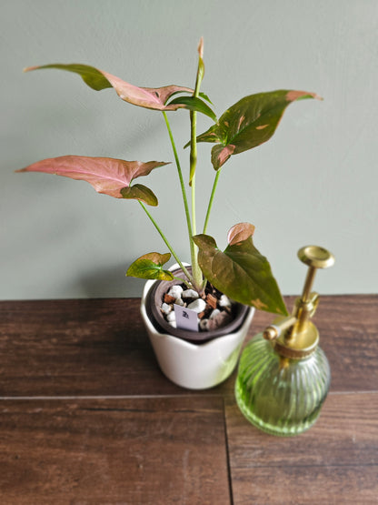 Syngonium Pink Splash