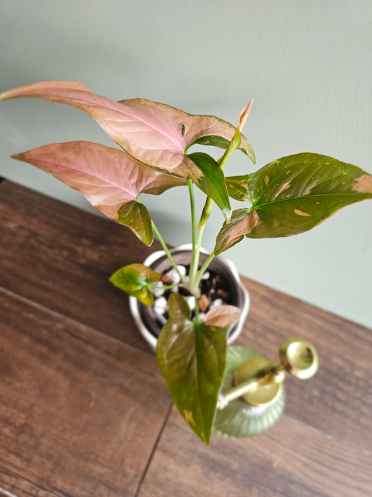 Syngonium Pink Splash