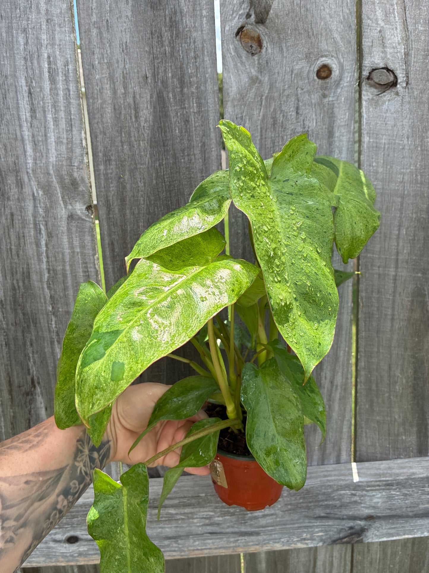 Philodendron Paraiso Verde