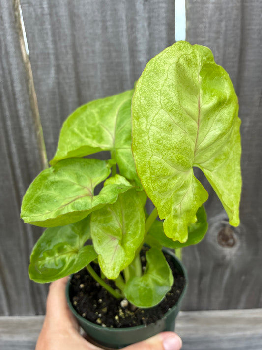 Syngonium Kiwi Delight