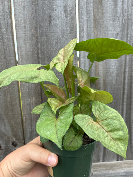 Syngonium Candy Berry