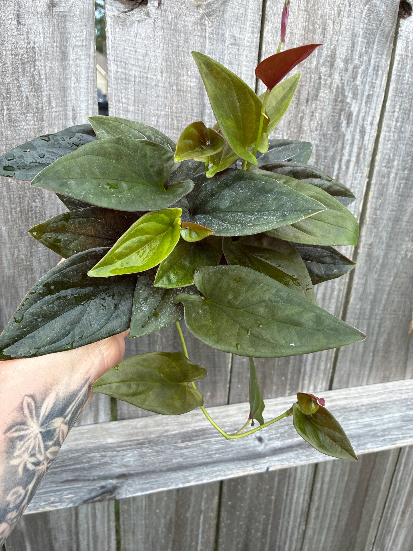 Syngonium Red Arrow