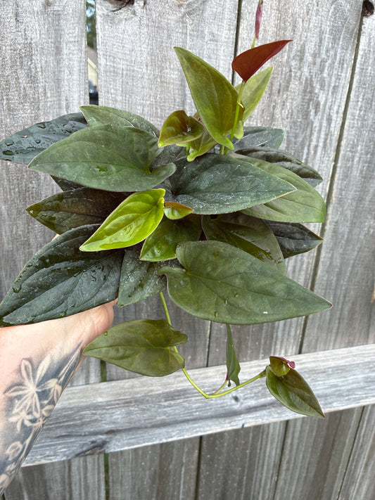 Syngonium Red Arrow