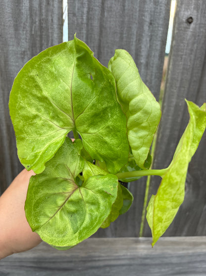 Syngonium Kiwi Delight