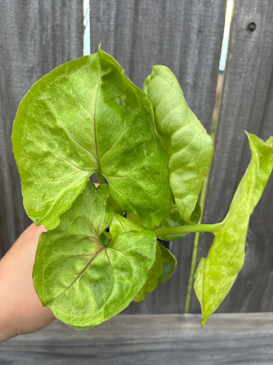 Syngonium Kiwi Delight