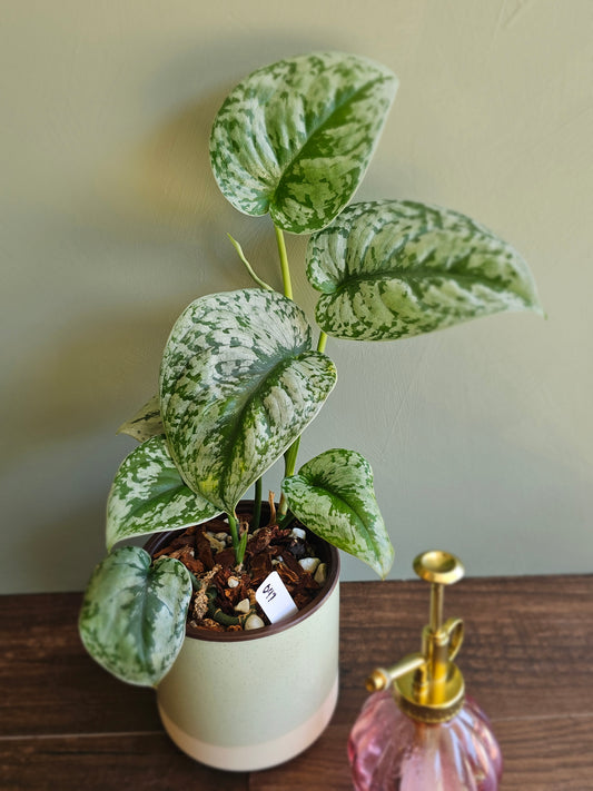 Scindapsus pictus exotica
