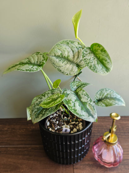 Scindapsus Pictus Exotica
