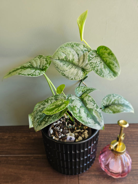 Scindapsus Pictus Exotica