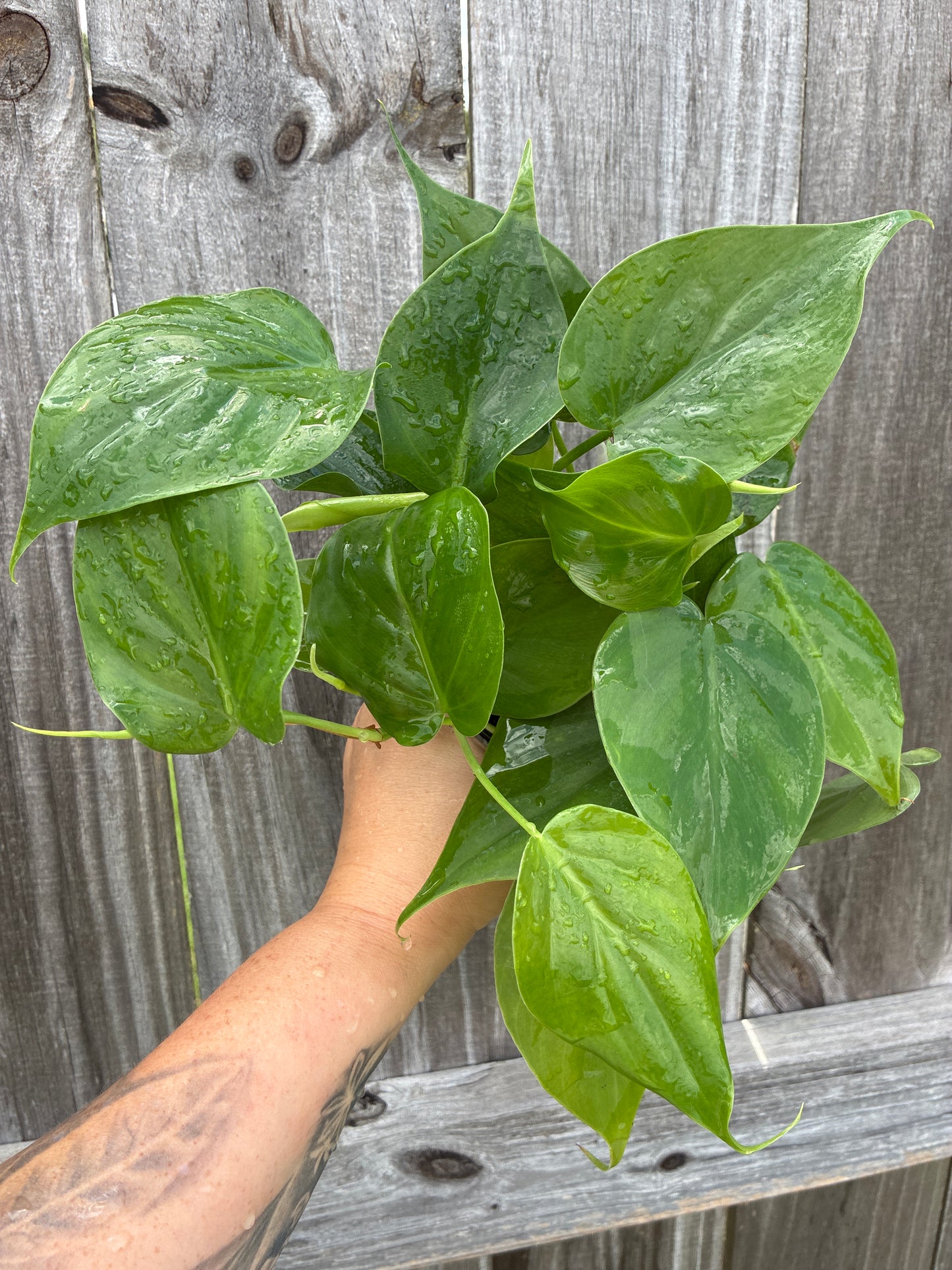 Philodendron Cordatum