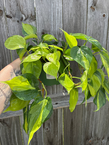 Philodendron Brasil