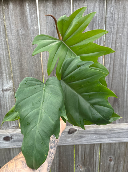 Philodendron Bipinnatifidum