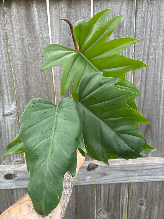 Philodendron Bipinnatifidum