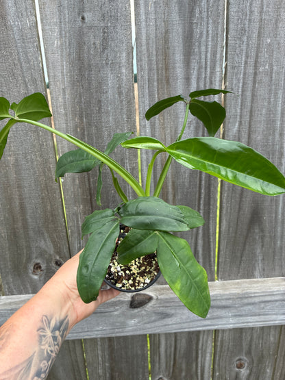 Syngonium Auritum