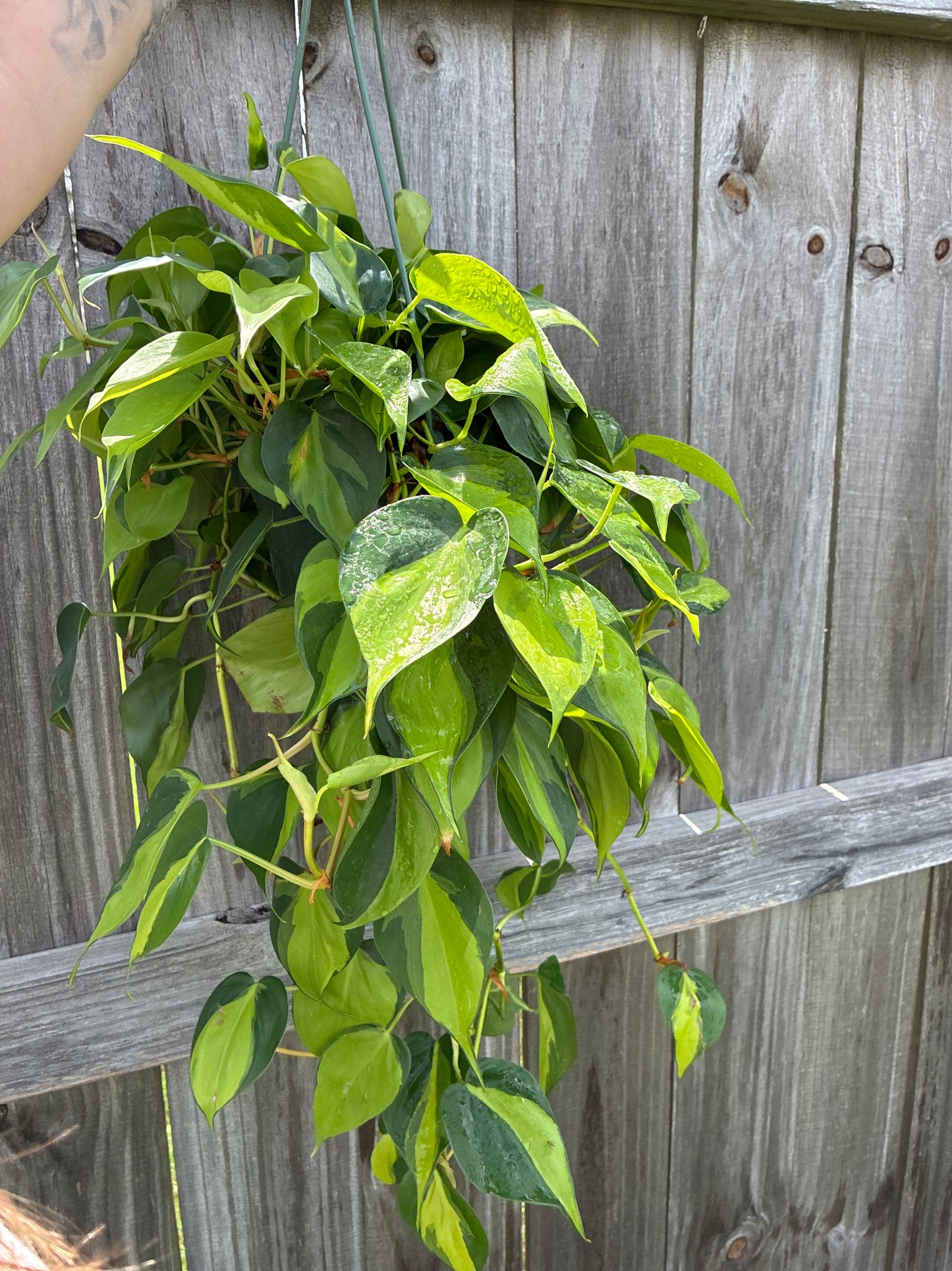 Philodendron Brasil