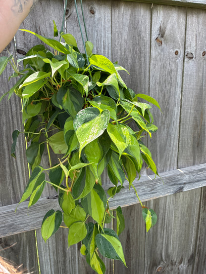 Philodendron Brasil