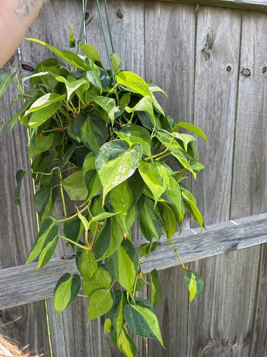 Philodendron Brasil