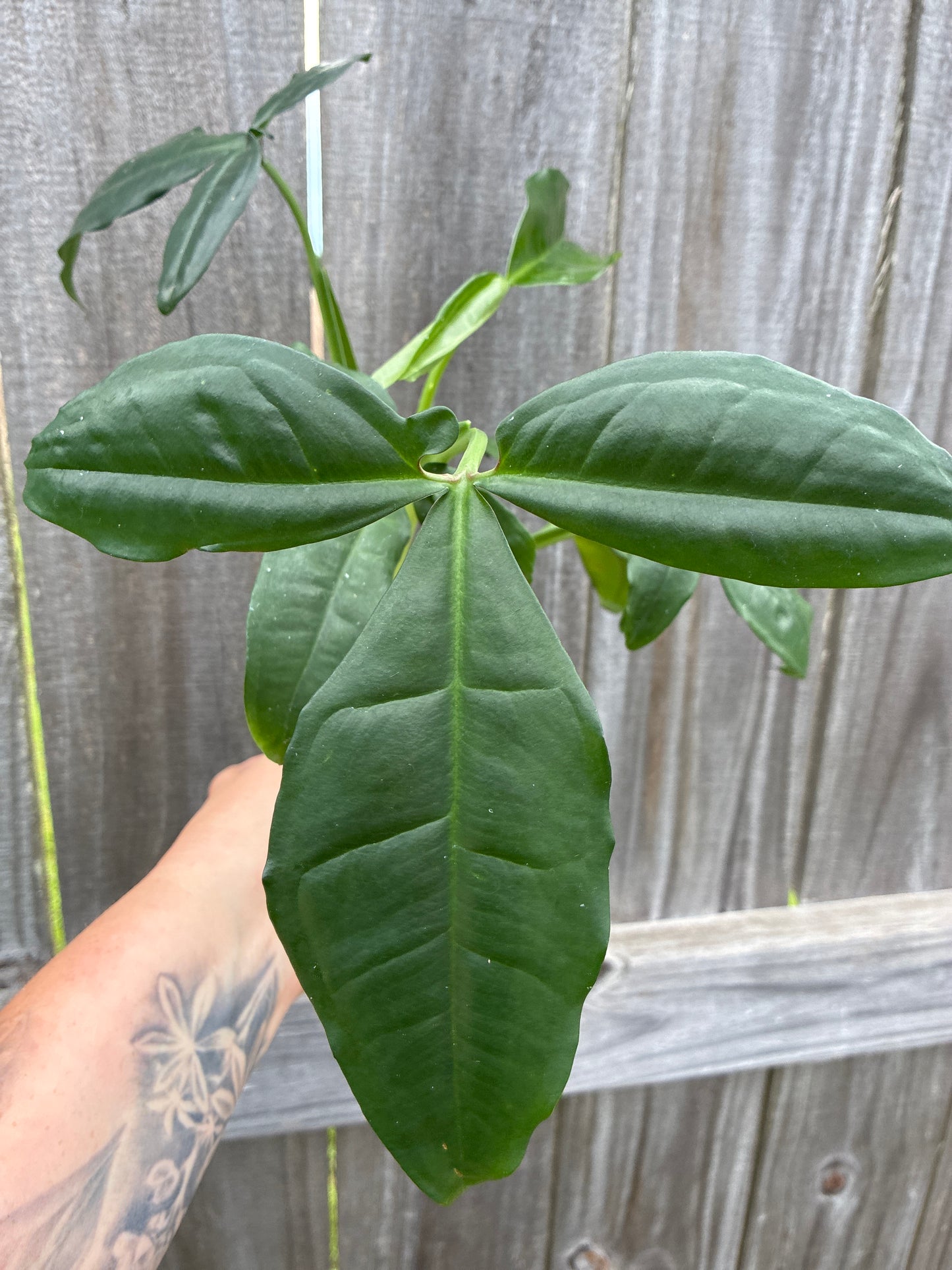 Syngonium Auritum