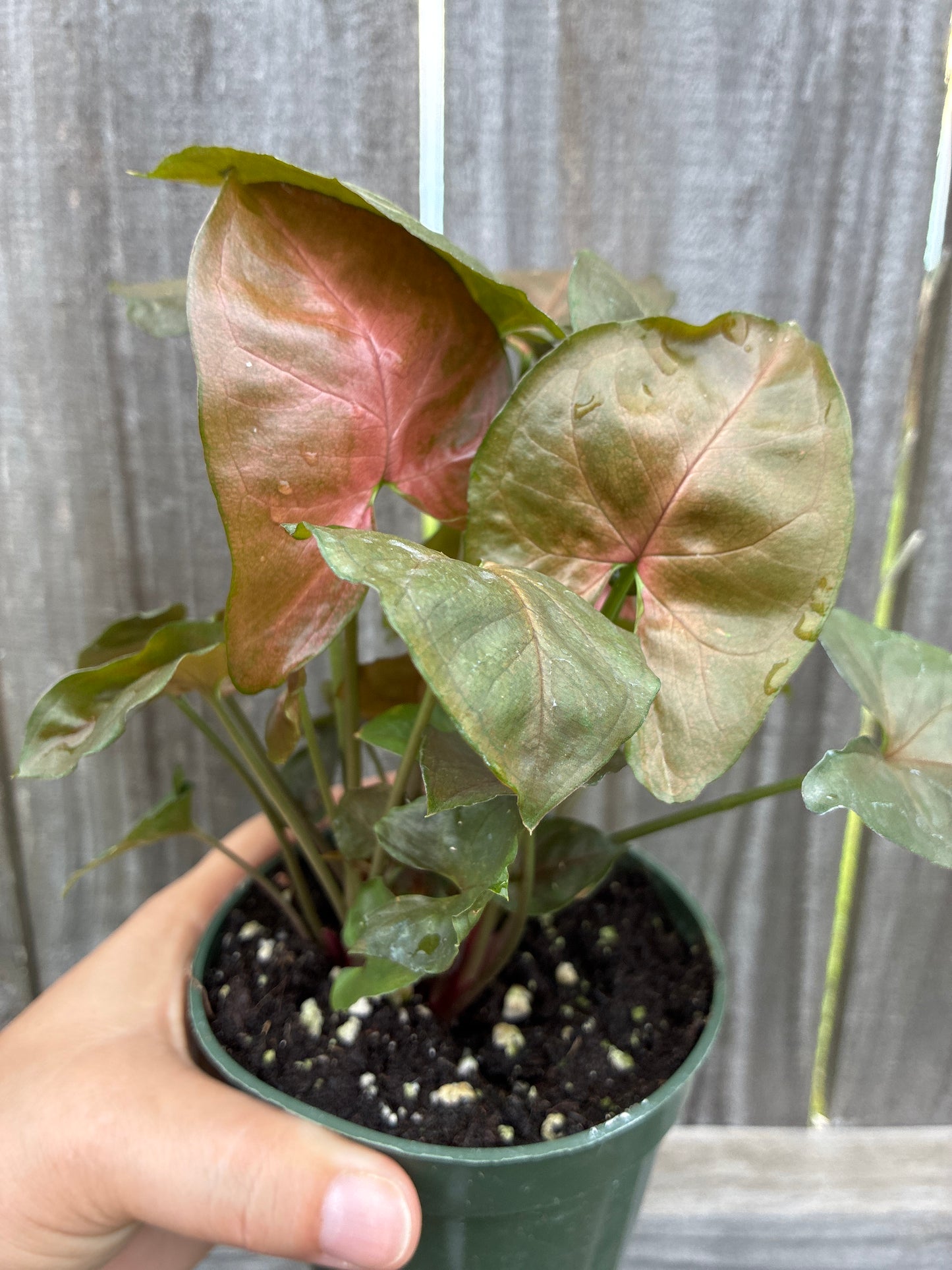 Syngonium Merry Maria