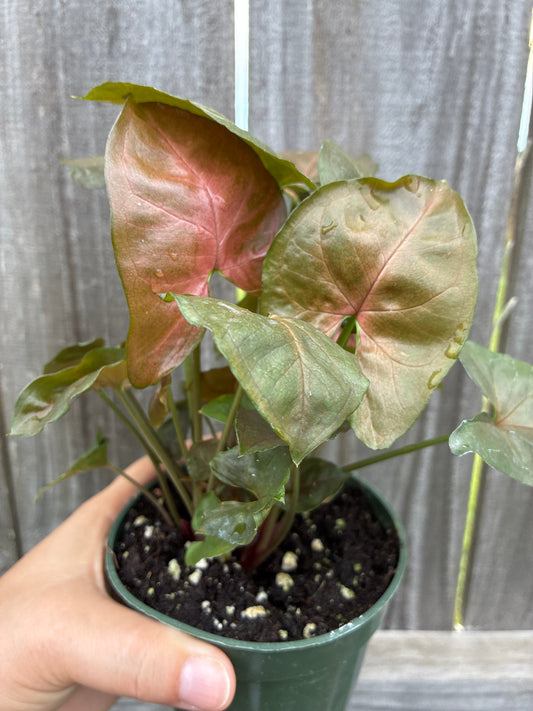 Syngonium Merry Maria