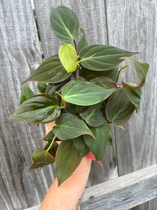 Philodendron Micans