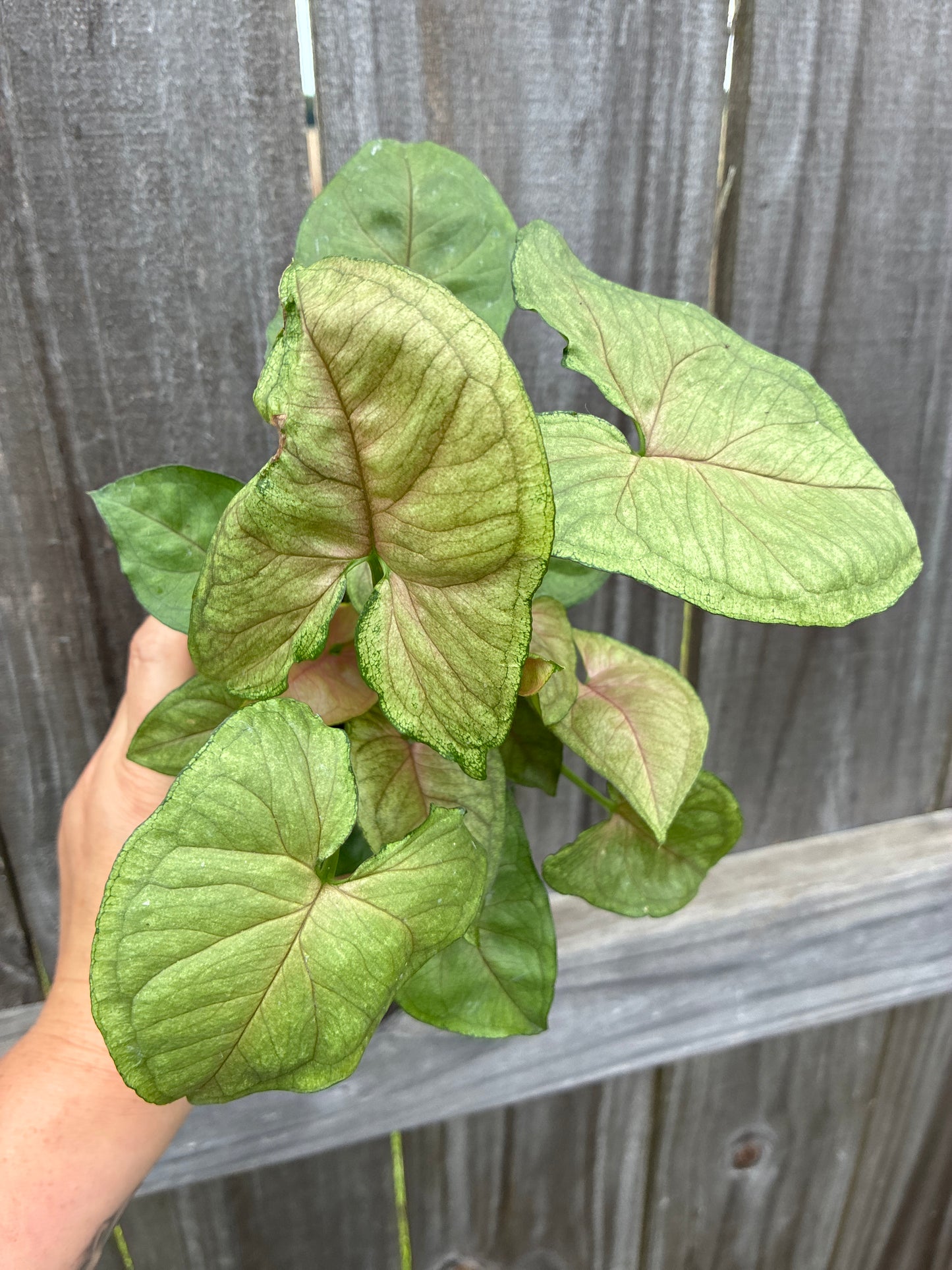 Syngonium Candy Berry
