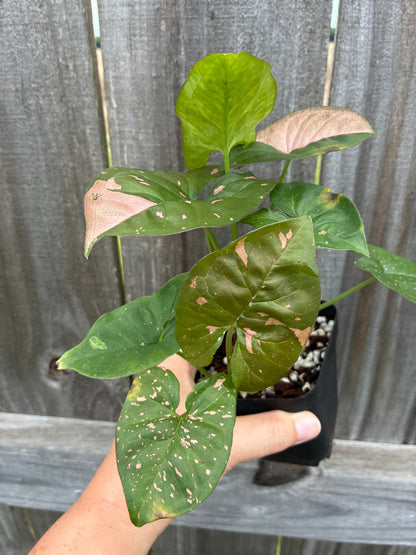 Syngonium Pink Flecked